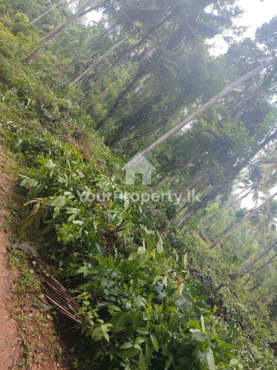 💥නිදහස් පරිසරයක් සහිත ව ඡීවත්වීමට හොඳම තැනක්......💥