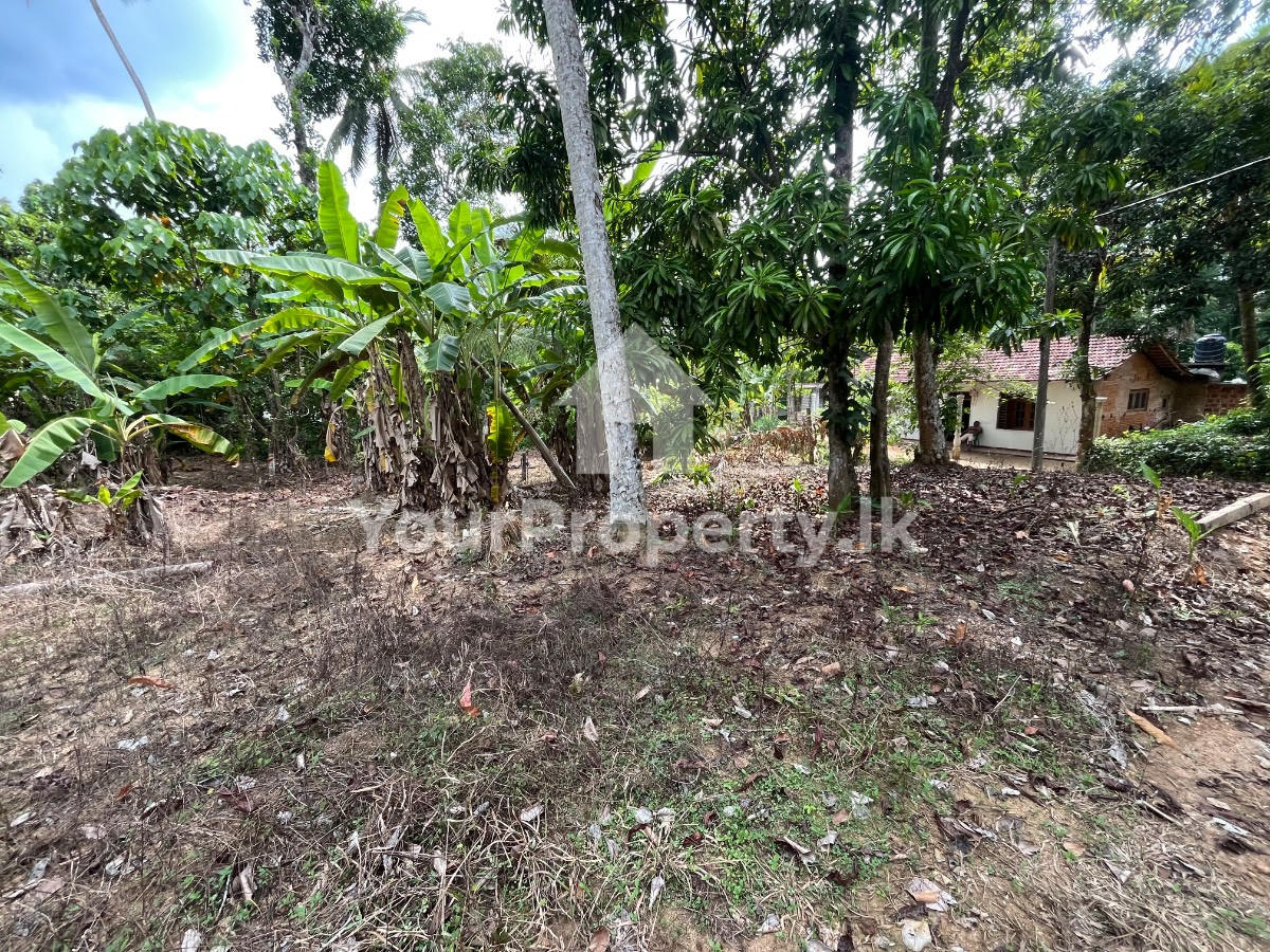 මාවනැල්ලෙන් අගනා නේවාසික බිම් කොටස් කිහිපයක් වහාම විකිණීමට! 🏠🌳