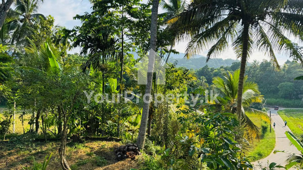 🌿 අරනායක දිප්පිටියෙන් පලදාව  සහිත තැනිතලා ඉඩමක් විකිණීමට 🏡