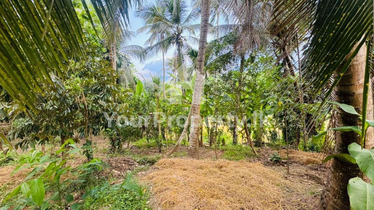 🌿 අරනායක දිප්පිටියෙන් පලදාව තැනිතලා ඉඩමක් විකිණීමට 🏡